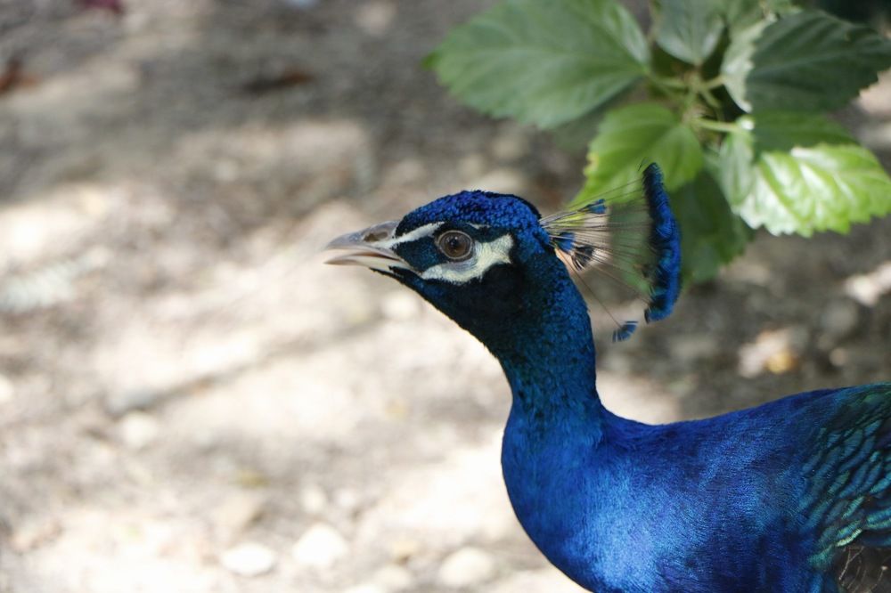 Photograph by Mohammad Ali Ataei Daryaei