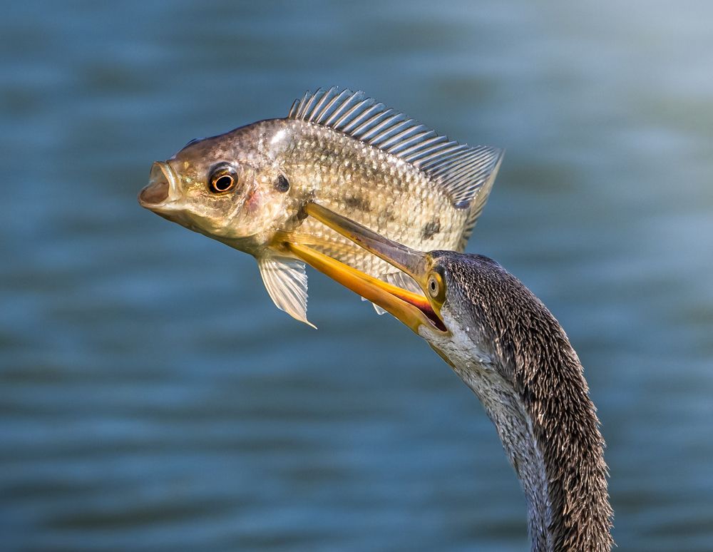 Photograph by Gimantha Perera