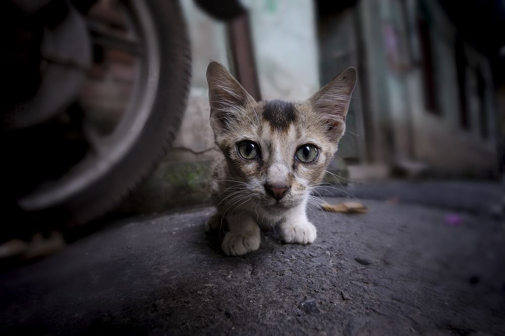 Photograph by Atashi Dutta