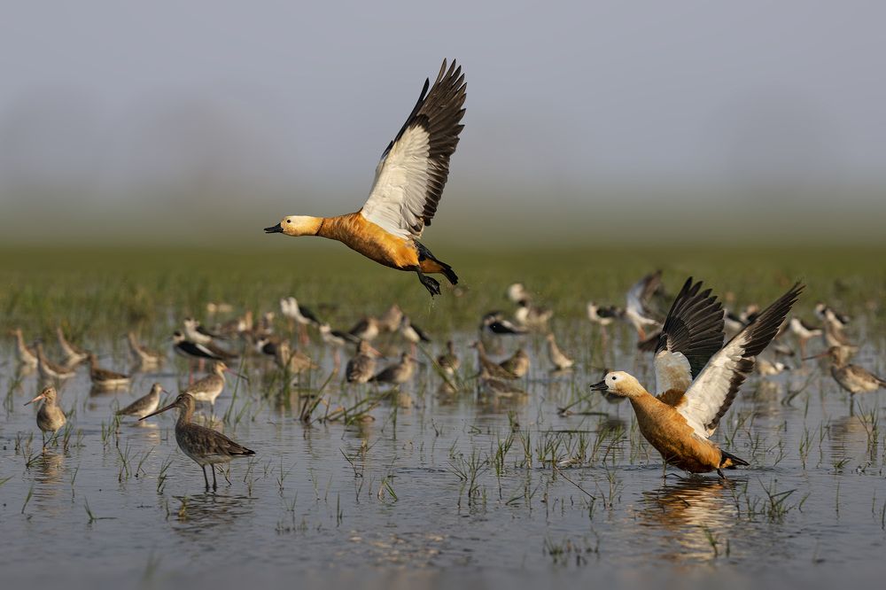 Photograph by Atashi Dutta