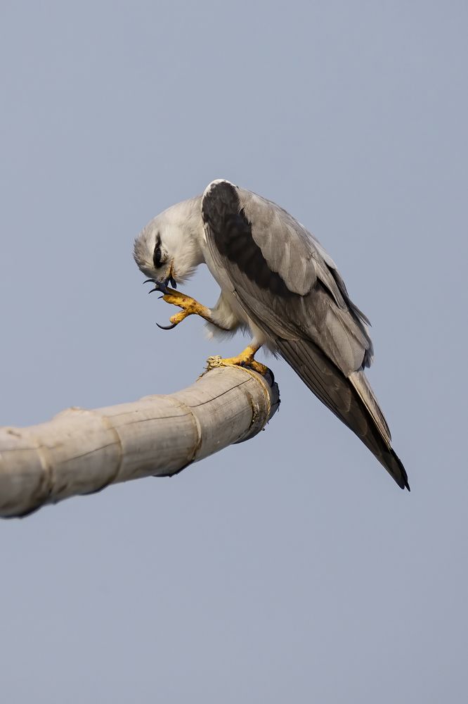 Photograph by Atashi Dutta