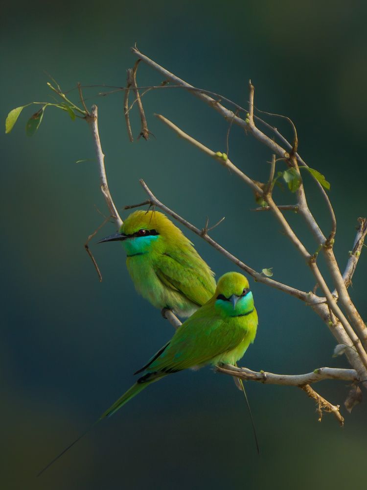 Photograph by Tanmay Sarkar
