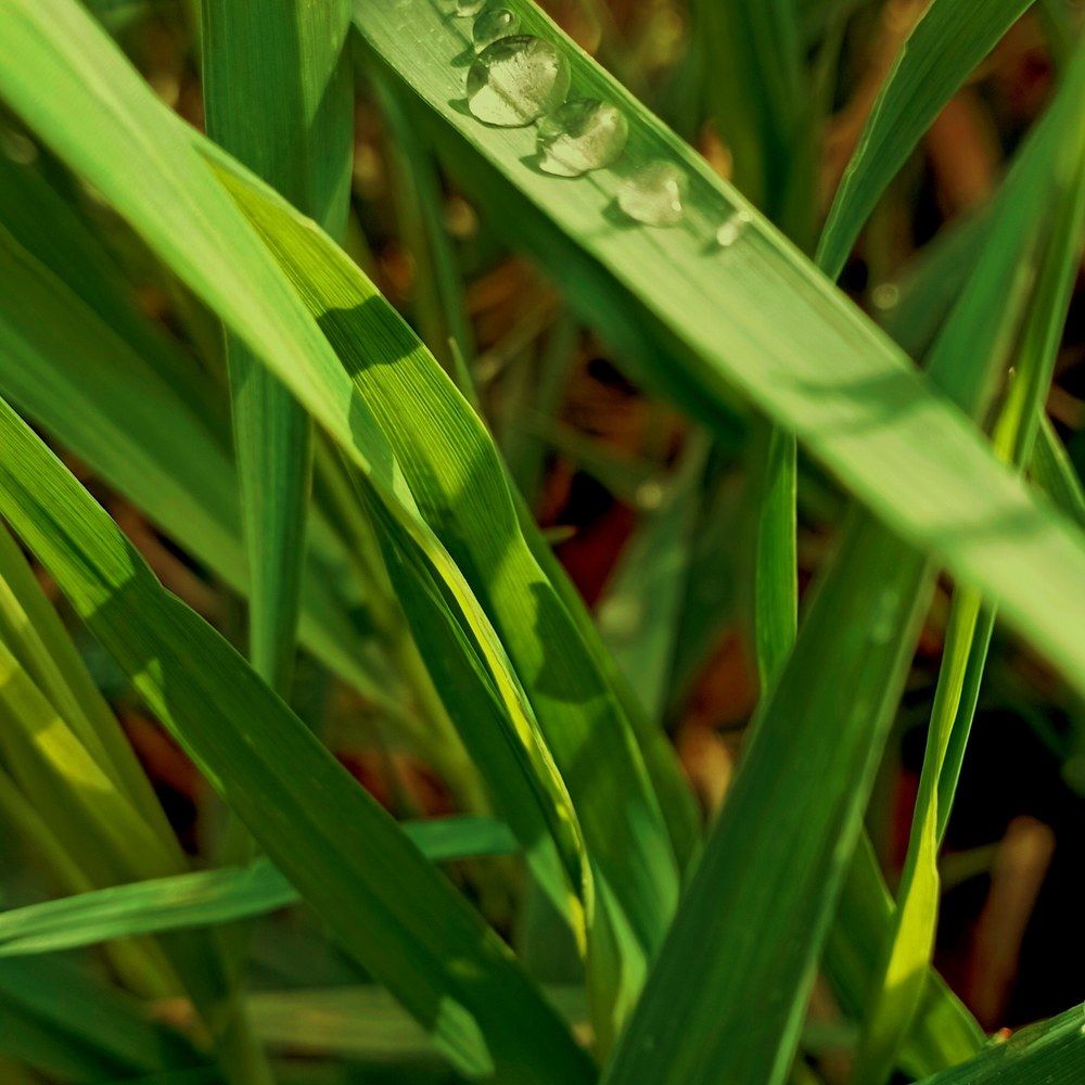 Photograph by Bozhidar Atanasov