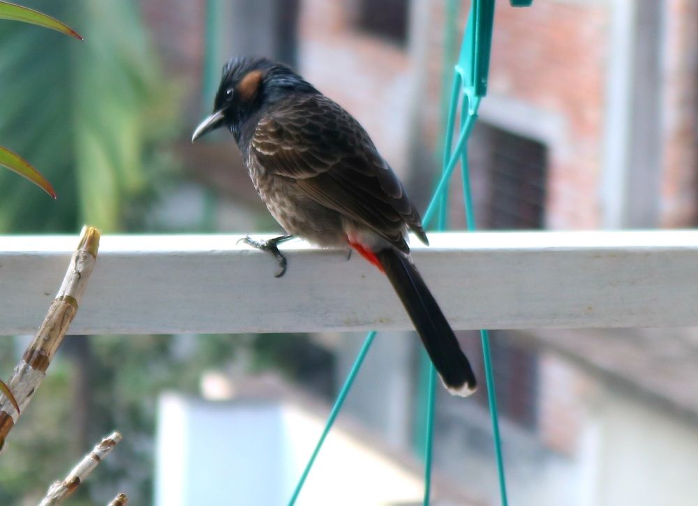 Photograph by Mostafa Shahriar