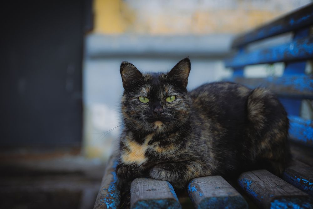 Photograph by Николай Стрельников