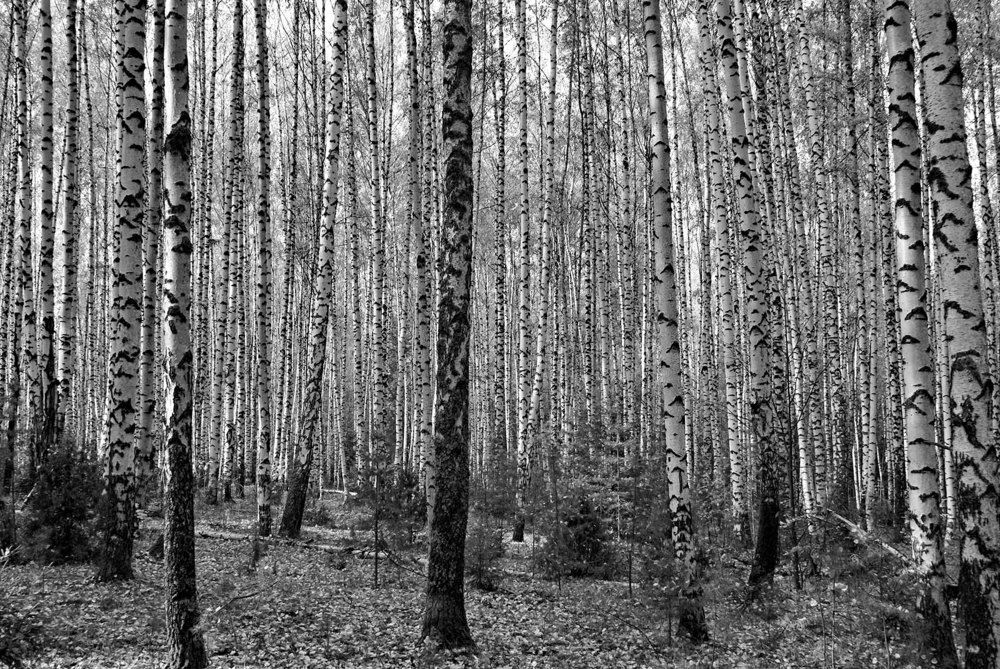 Photograph by Игорь Пшеничников