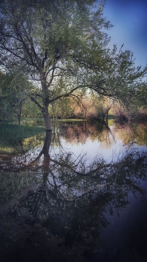 Зеркало природы