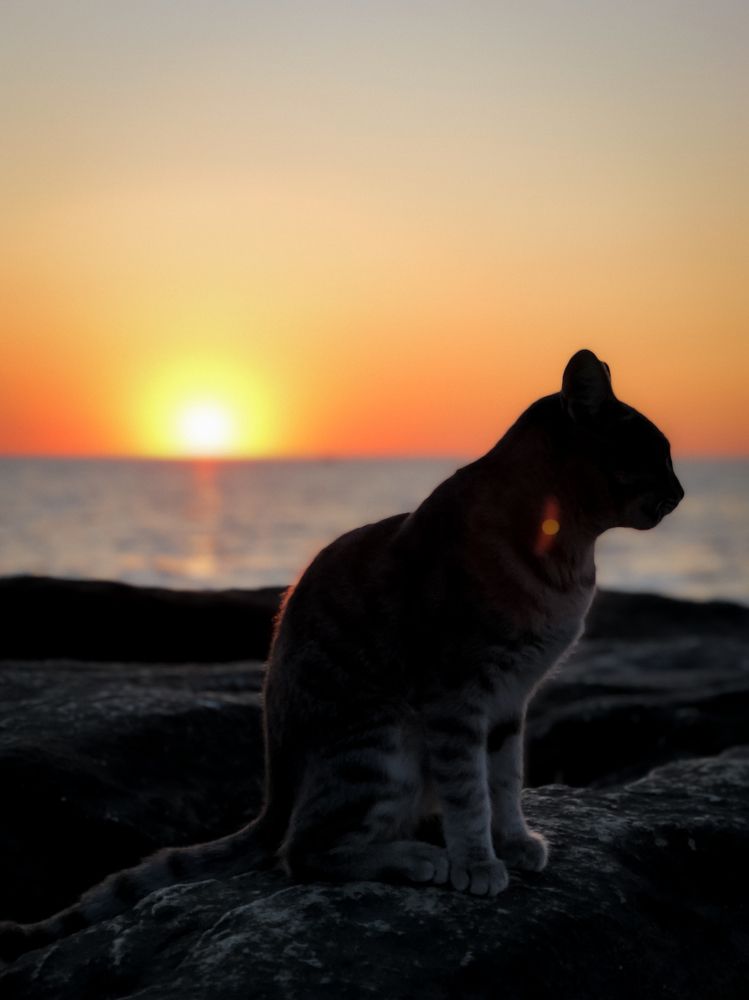 The Suncat