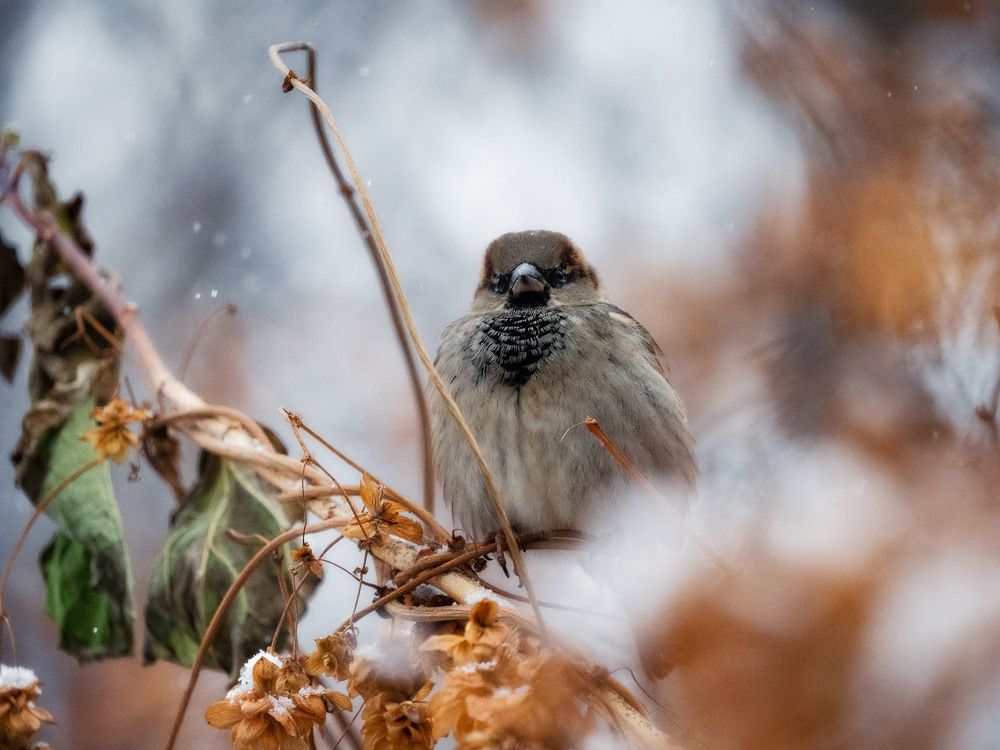 Воробьишка в начале зимы