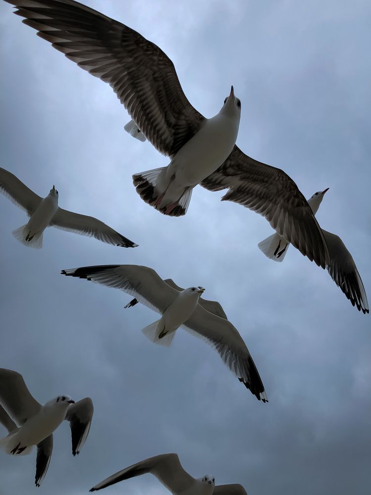 Fly beyond your reality