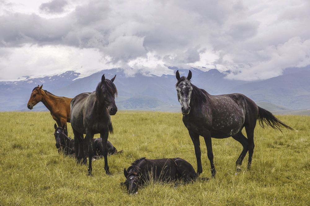Сила. Грация. Красота