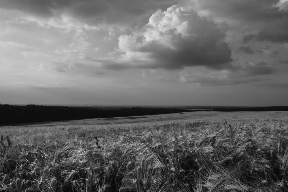 Пора урожая