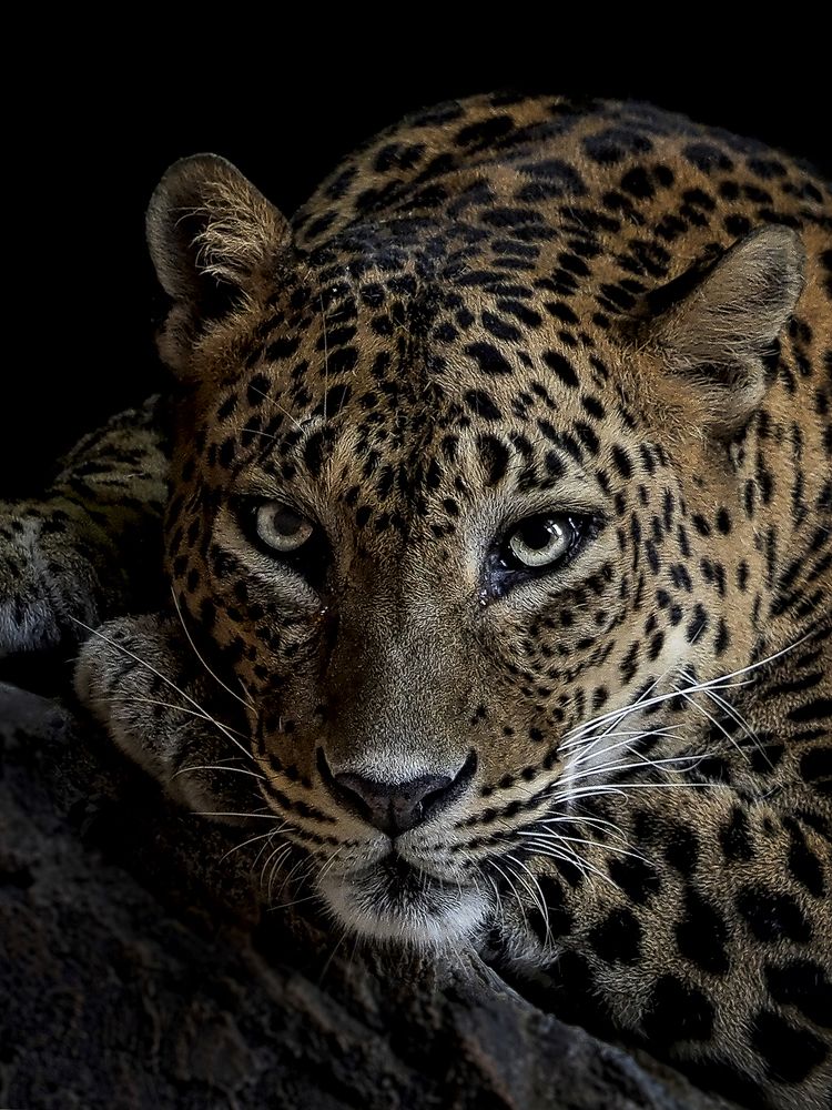 Photograph by Prabu Dennaga