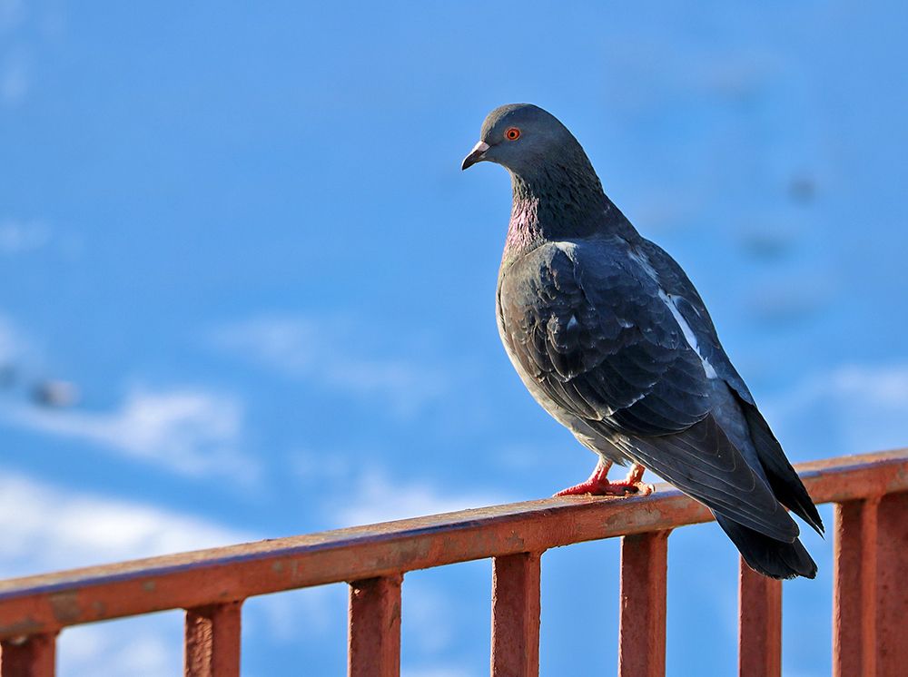 Гордый птиц