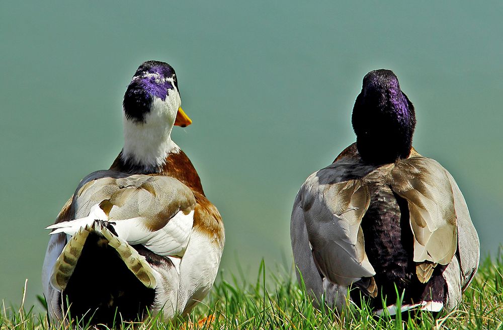 Photograph by Светлана Васильева