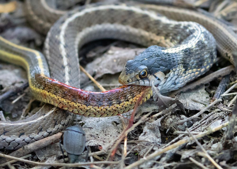 Black Necked Garter Snake