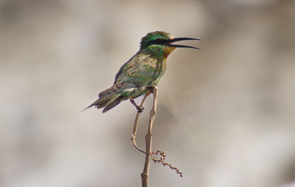 Photograph by Murad Hasil