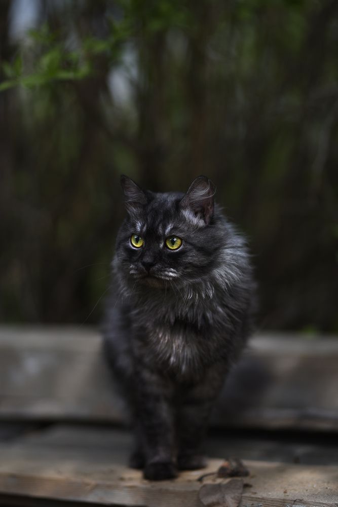 Фотография автора Ольга Келлер