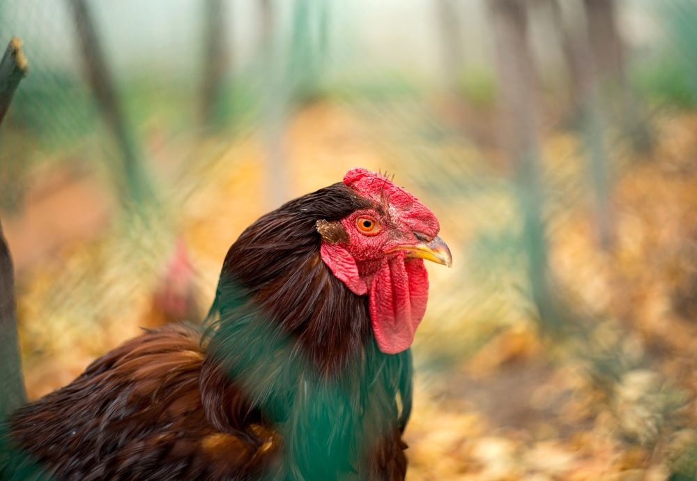 Photograph by Алена Кайбышева