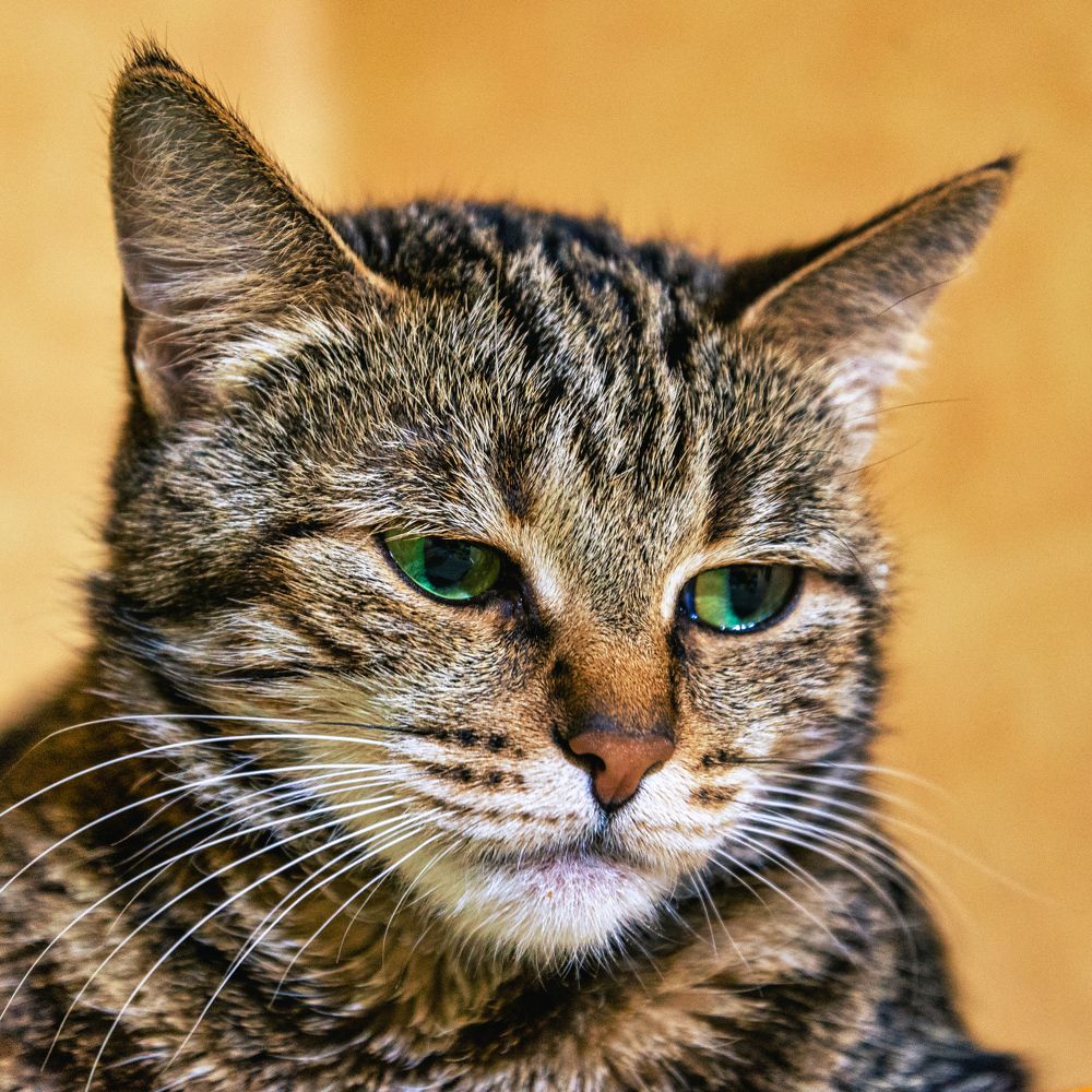 Photograph by Валерий Петухов