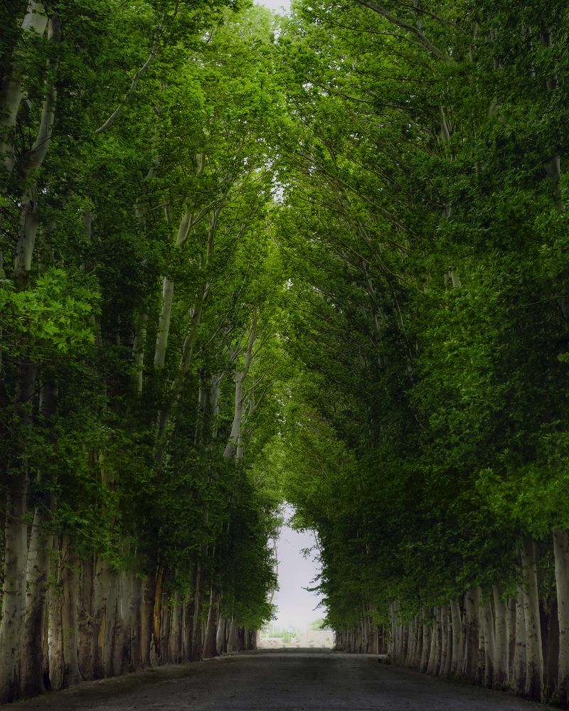 Photograph by Sajad Nori