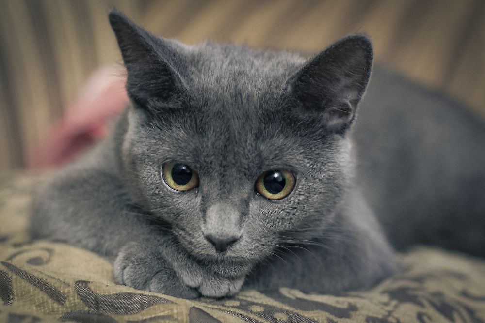 Photograph by Стариков Алексей