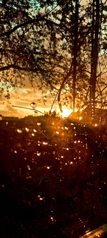 Капли солнца