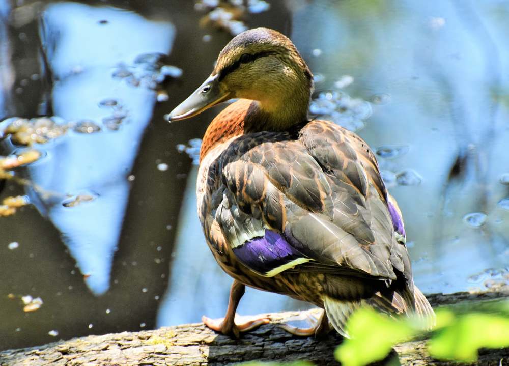 Photograph by Олександр Розум