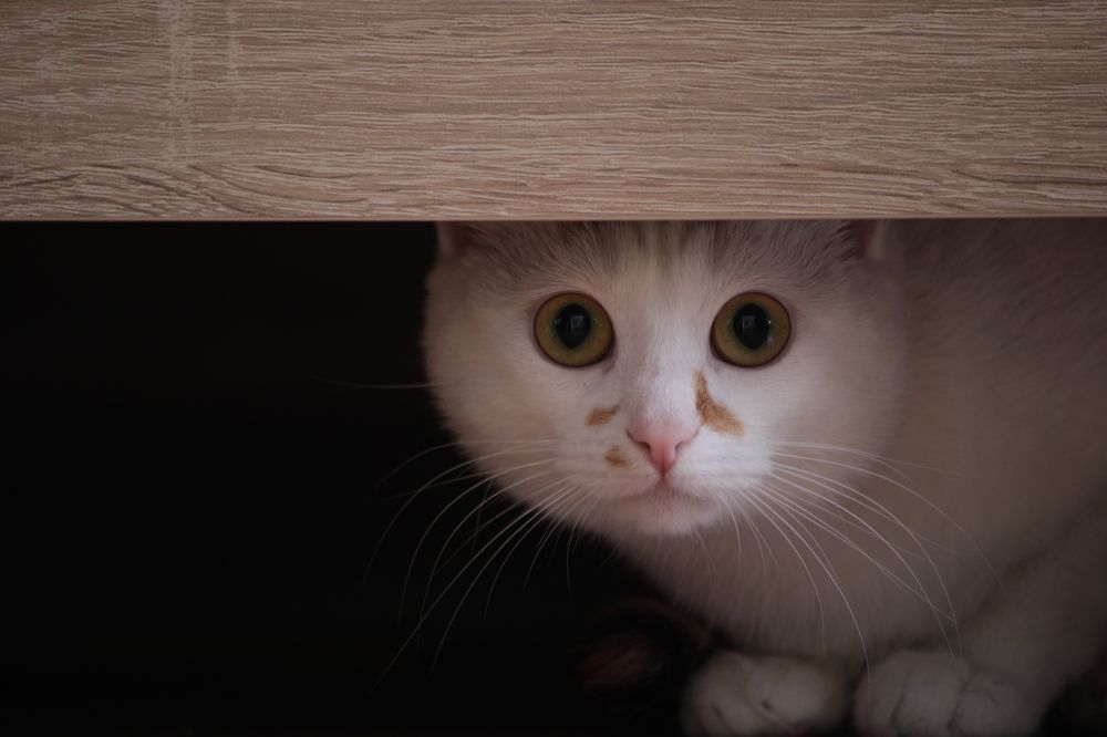 Фотография автора Никита Гутор