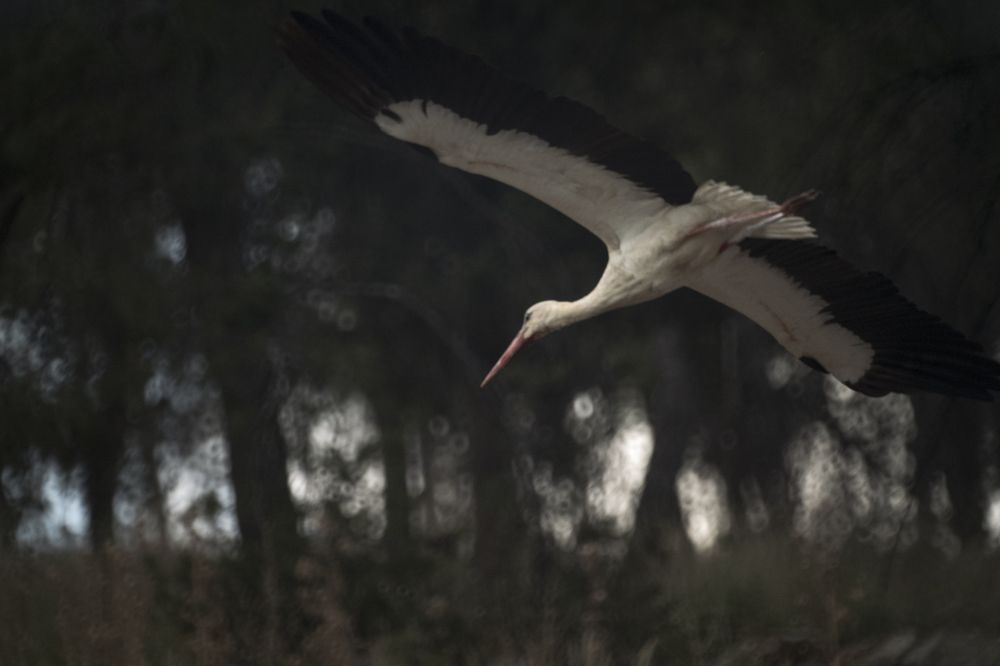 Photograph by Антон Шаркас