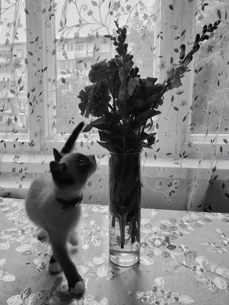 Photograph by Mila Vshivkova