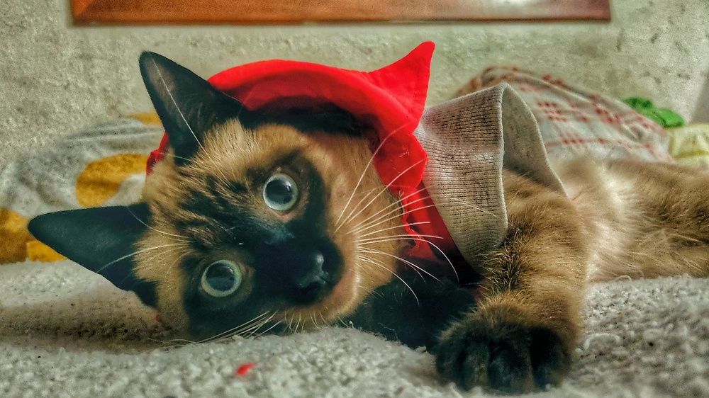 Photograph by Colmenarez nileydi