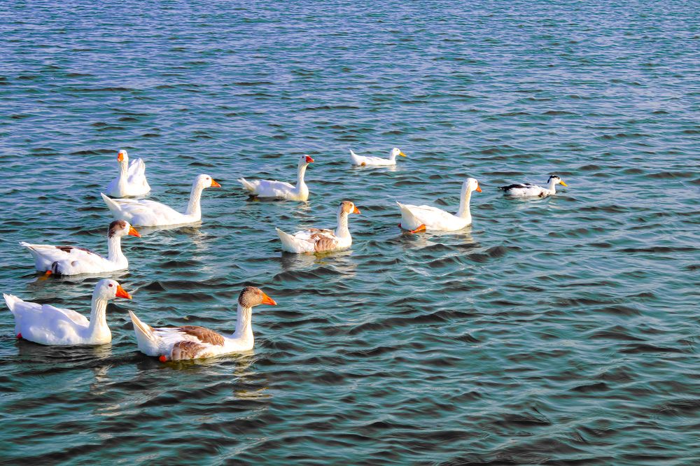 Photograph by Joseph Siñel Jr.