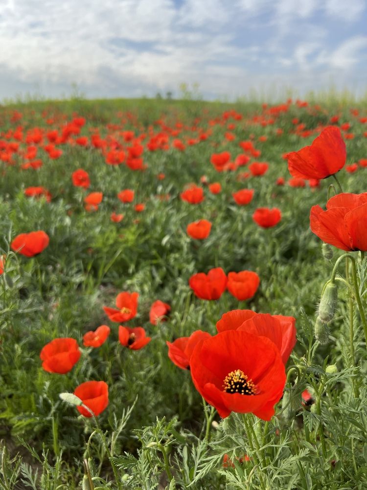 Photograph by Оксана Завьялова