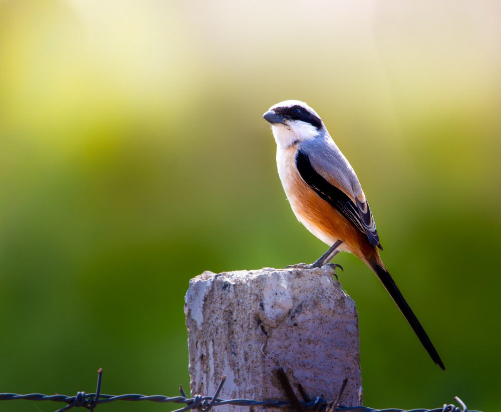 Photograph by Nyonika Rawal