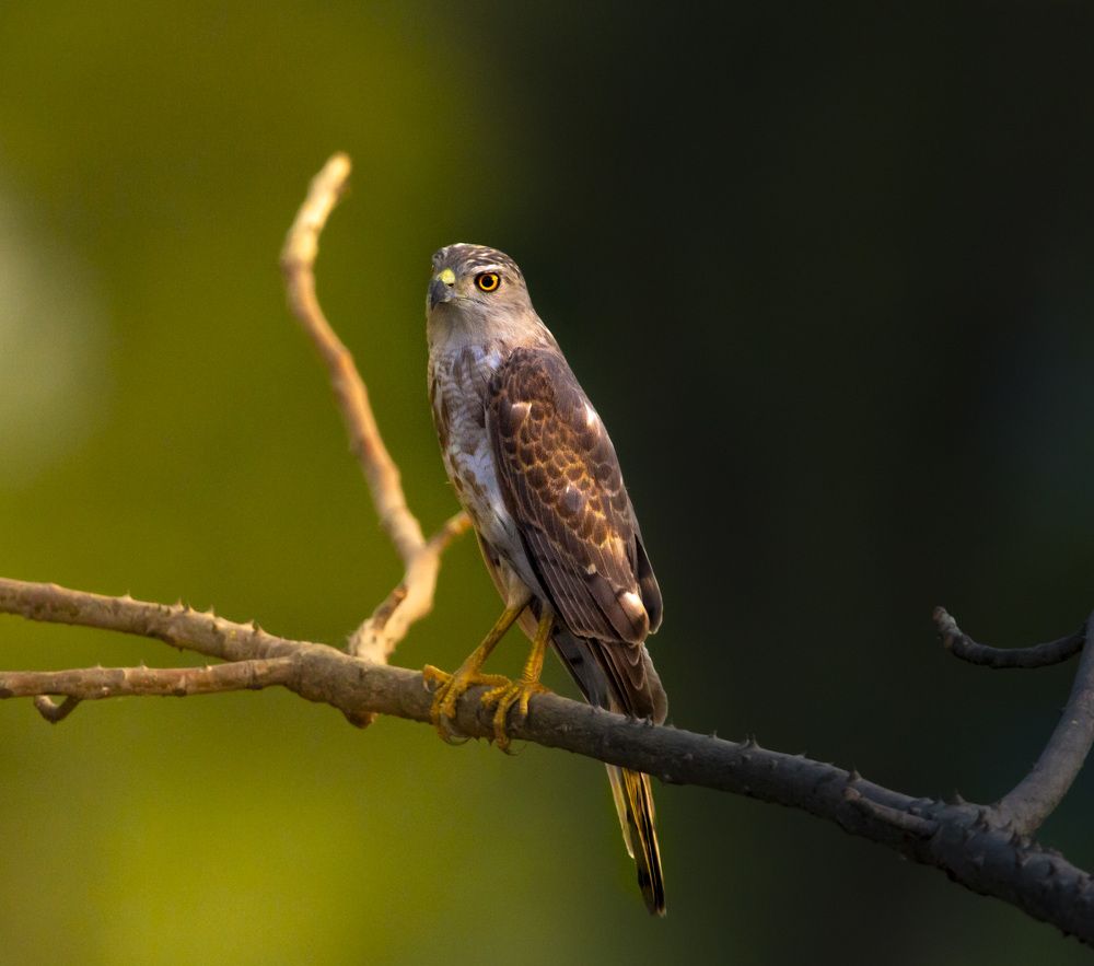 Photograph by Nyonika Rawal