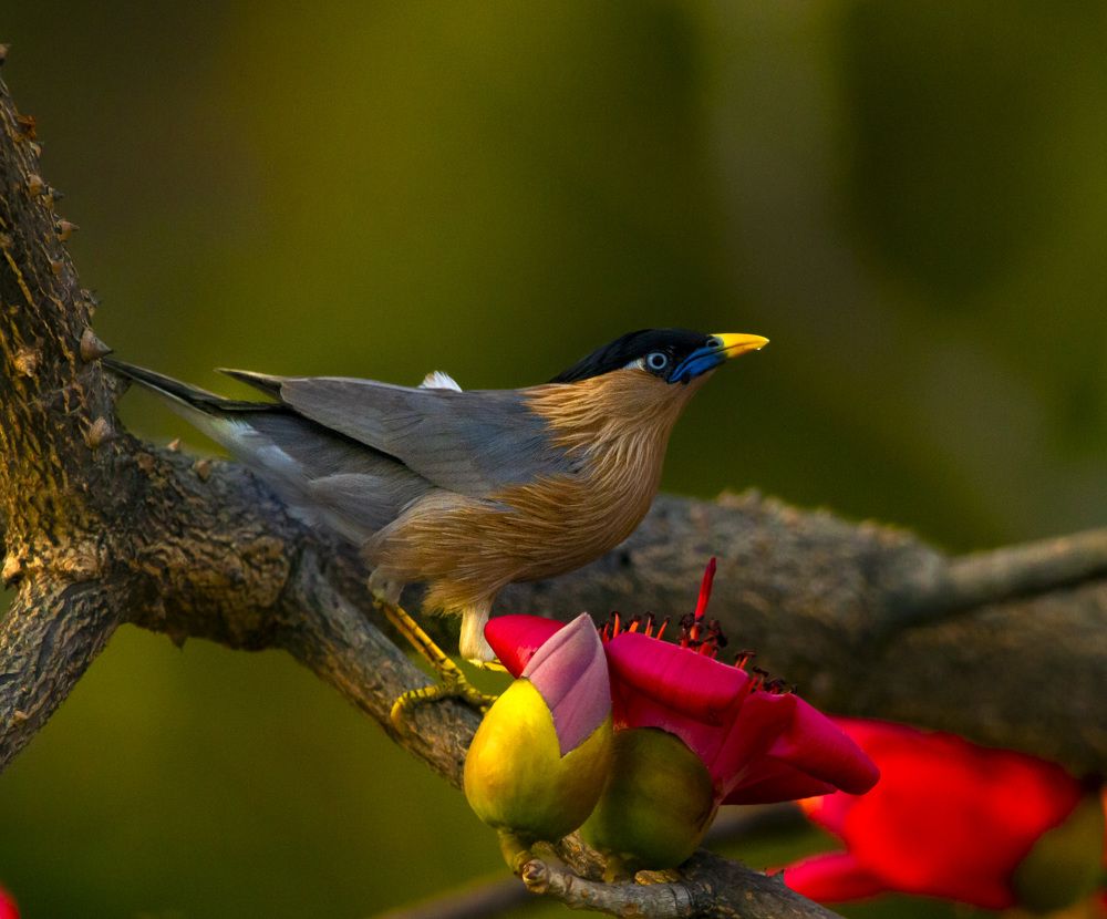 Photograph by Nyonika Rawal