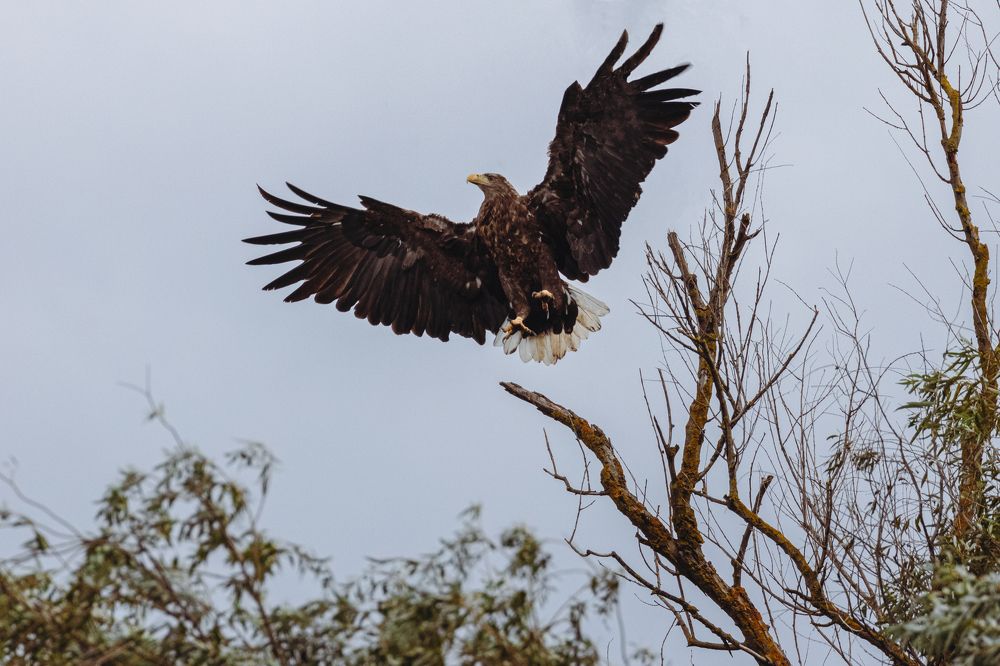 Фотография автора Adrian Grigore