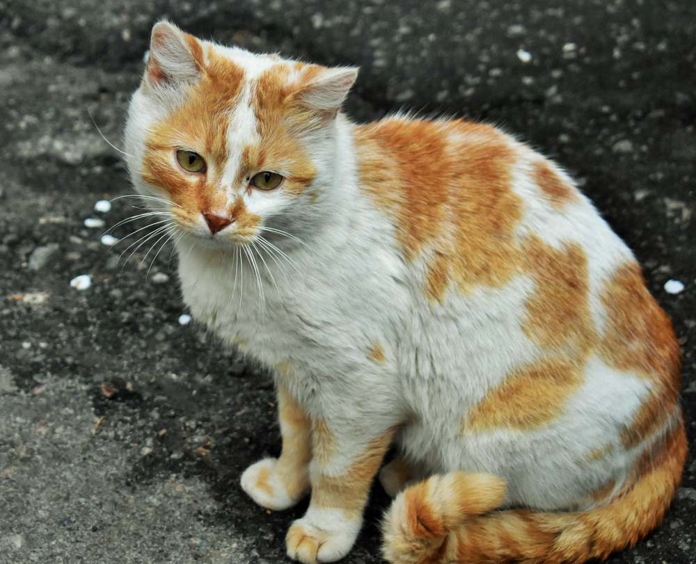 Photograph by Олександр Розум