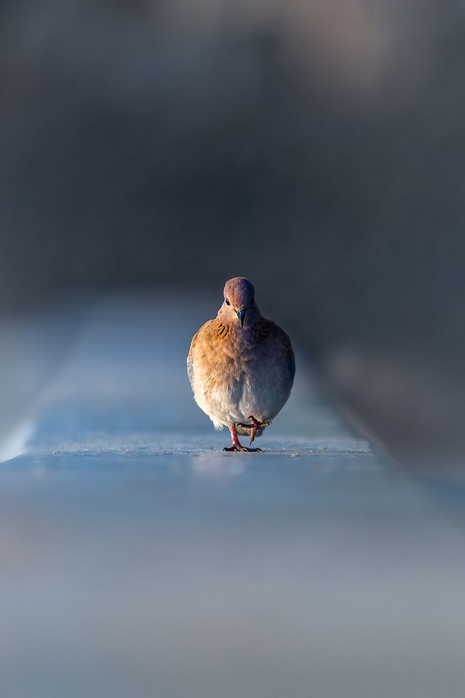 Photograph by Jayakumar MN