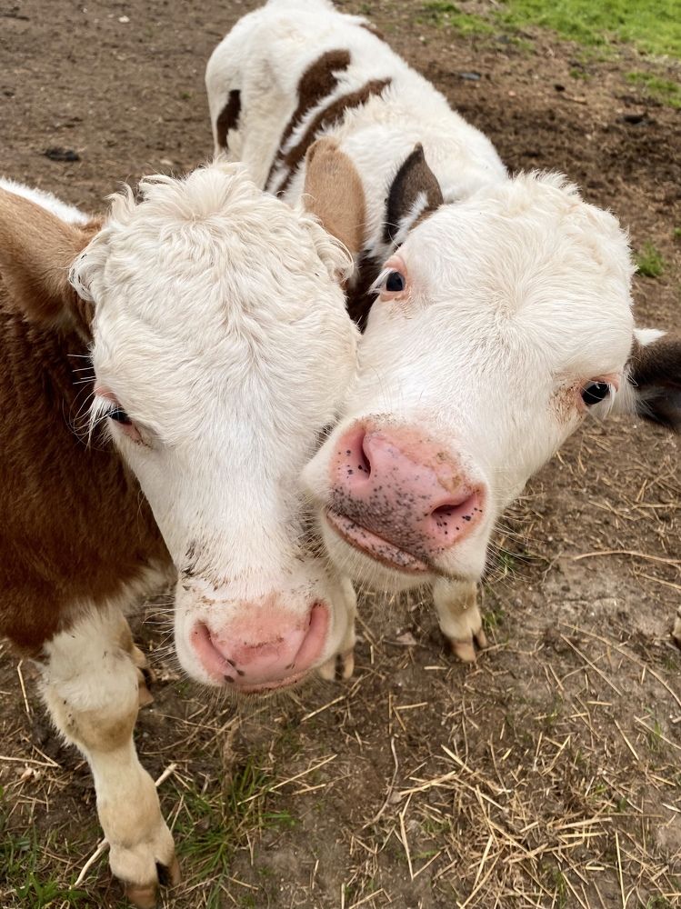 Photograph by Сусанна Аллаярова