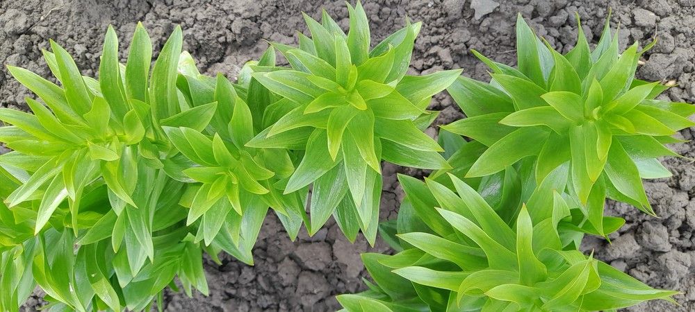 Photograph by Станислав Карнаухов