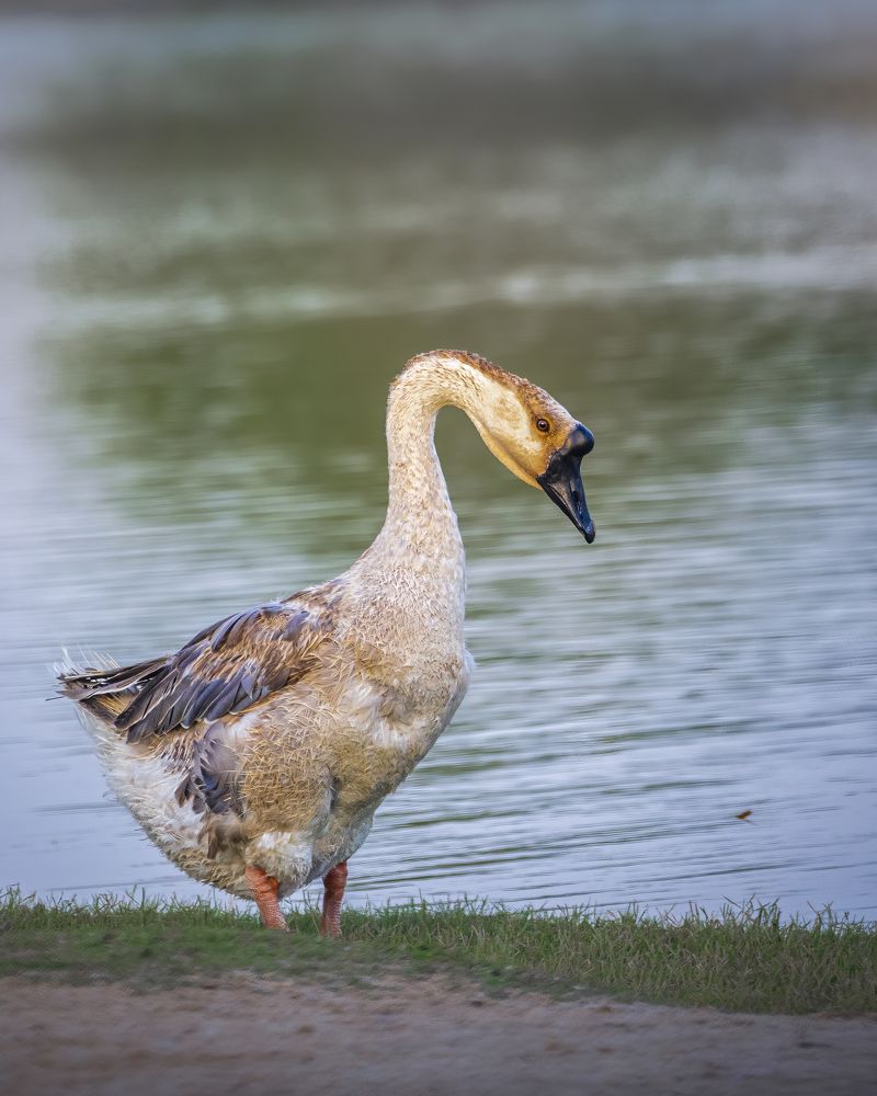 Photograph by Jayakumar MN