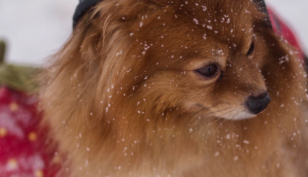 Photograph by Lady Integra