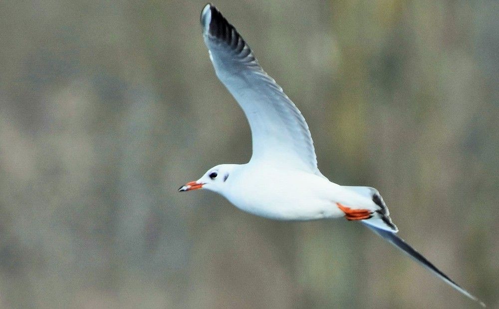 Речная чайка.