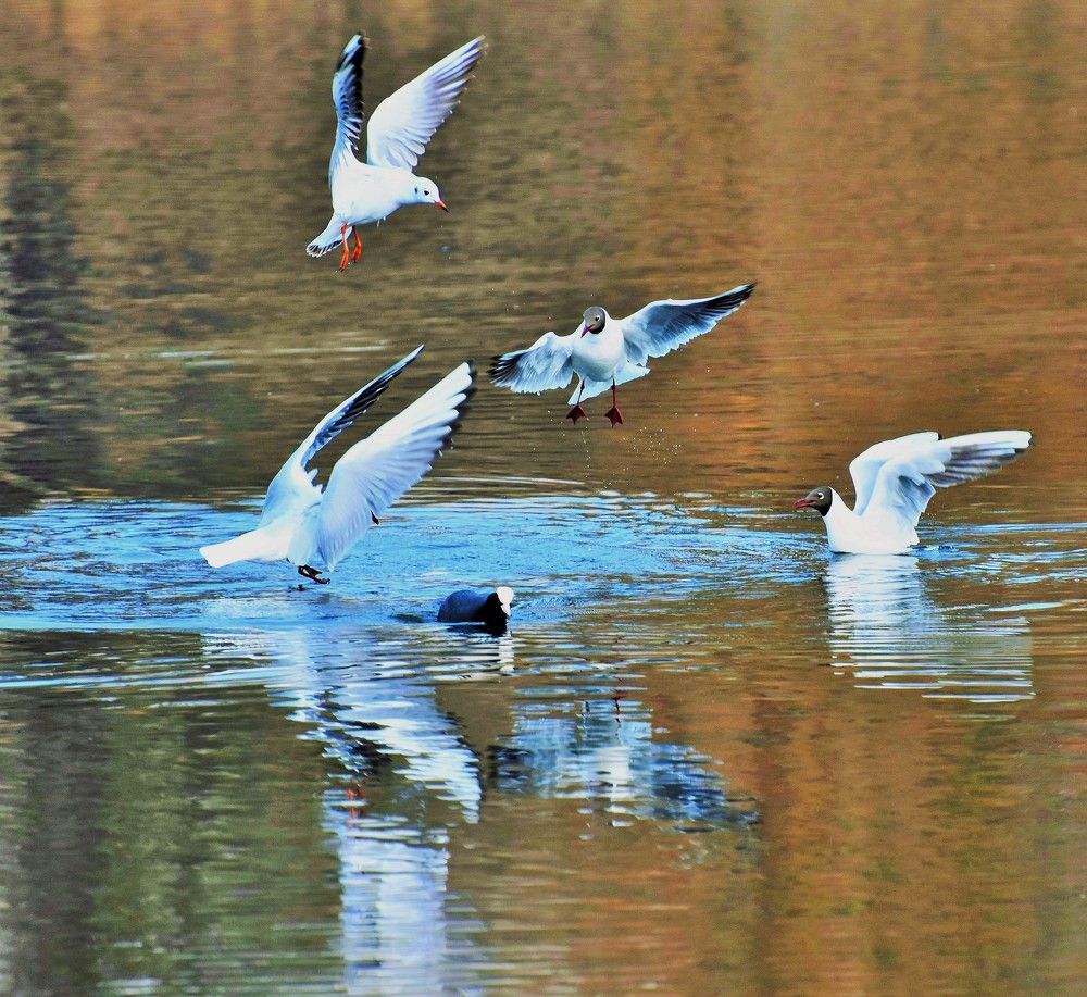 Речные  чайки.