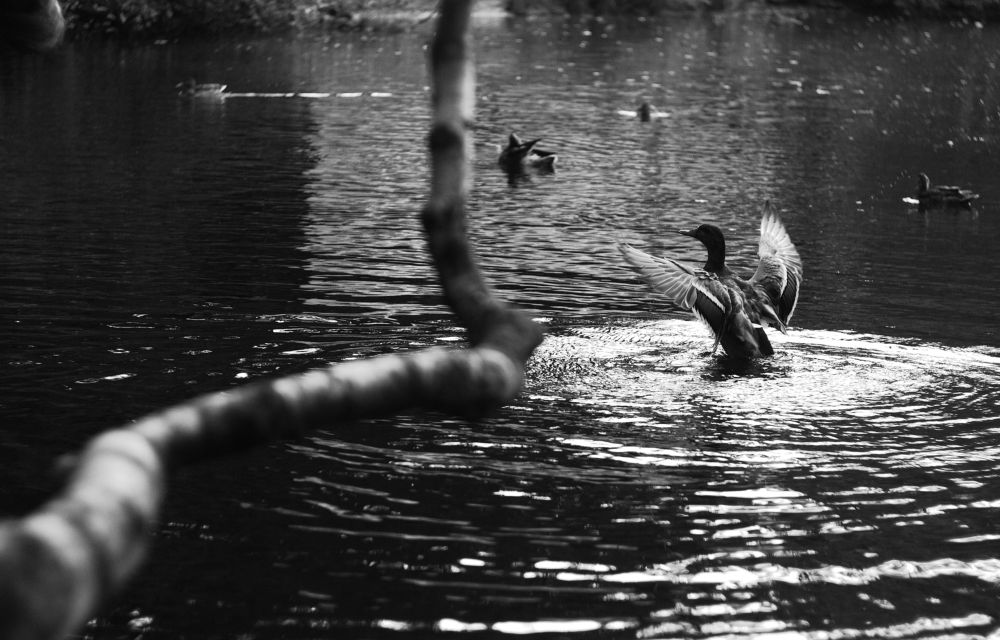 Photograph by Евгения Лацис