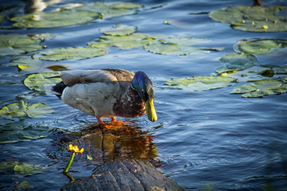 Photograph by Евгения Лацис