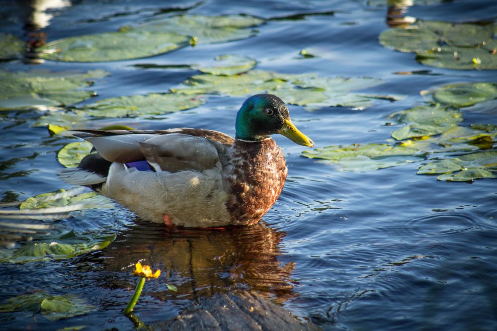 Photograph by Евгения Лацис