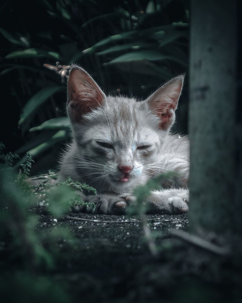 Photograph by Ashiq P F Mohammed